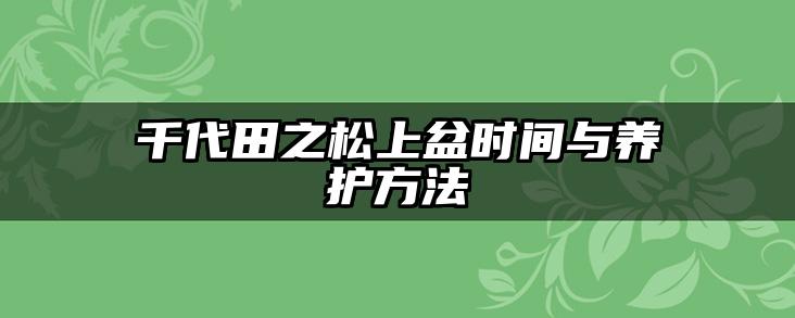 千代田之松上盆时间与养护方法