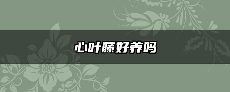 心叶藤好养吗