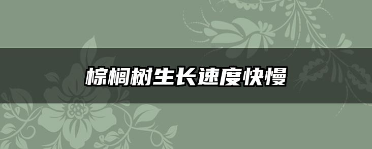棕榈树生长速度快慢