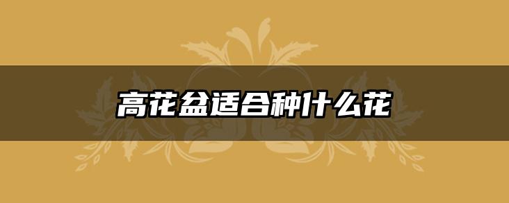 高花盆适合种什么花