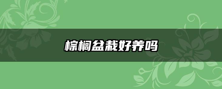 棕榈盆栽好养吗