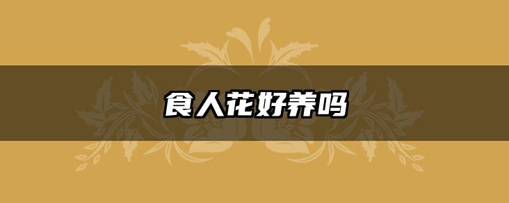 食人花好养吗
