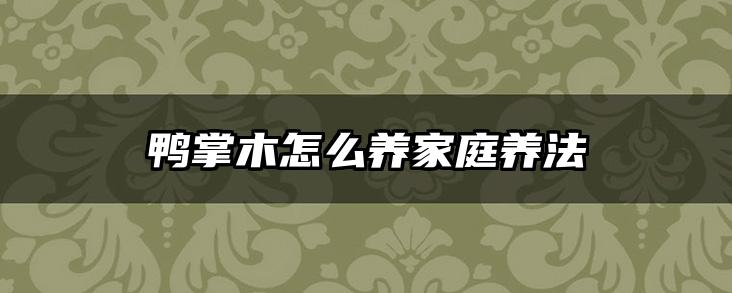 鸭掌木怎么养家庭养法