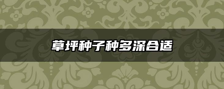 草坪种子种多深合适