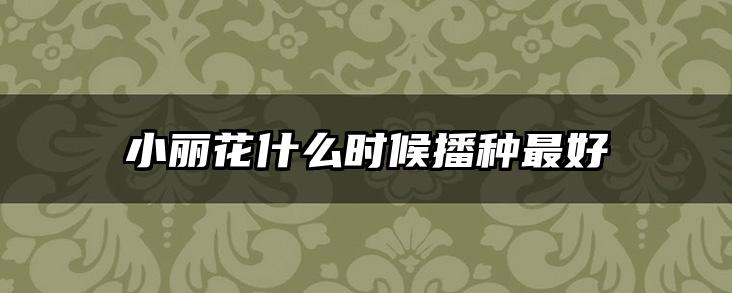 小丽花什么时候播种最好