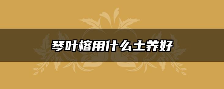 琴叶榕用什么土养好