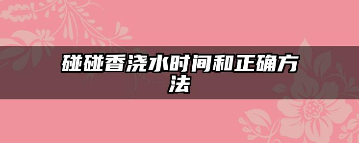 碰碰香浇水时间和正确方法