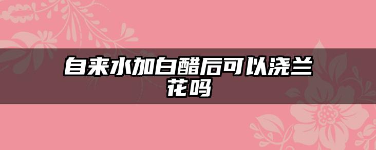 自来水加白醋后可以浇兰花吗