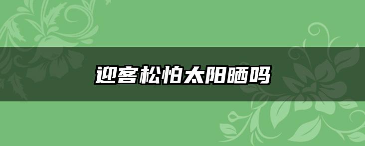 迎客松怕太阳晒吗