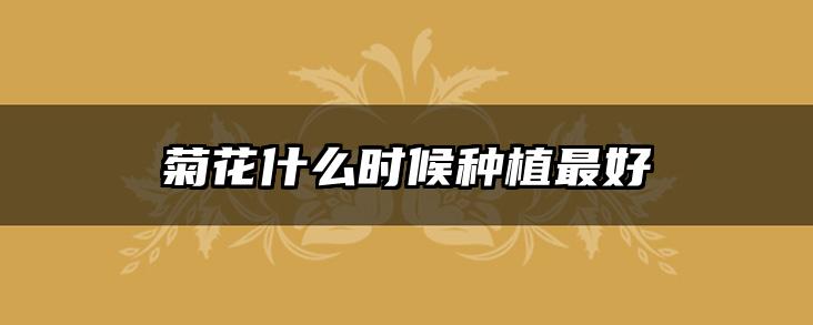 菊花什么时候种植最好