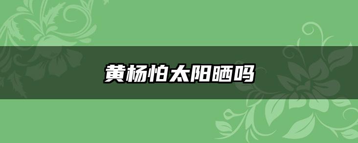 黄杨怕太阳晒吗