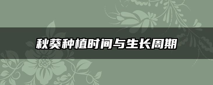 秋葵种植时间与生长周期