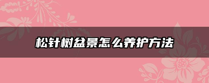 松针树盆景怎么养护方法