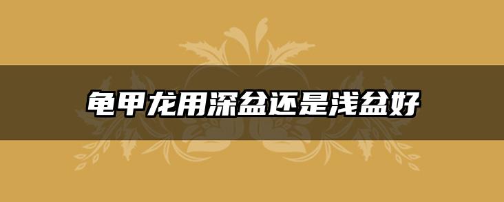 龟甲龙用深盆还是浅盆好