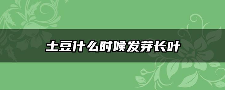 土豆什么时候发芽长叶