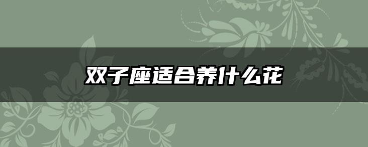 双子座适合养什么花