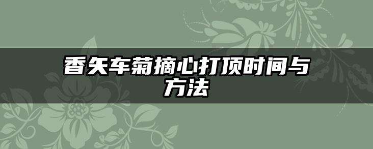 香矢车菊摘心打顶时间与方法
