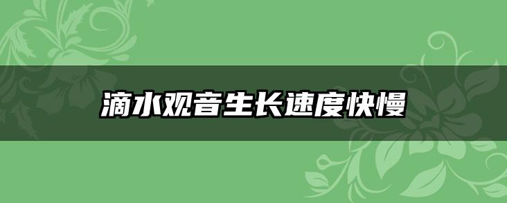 滴水观音生长速度快慢