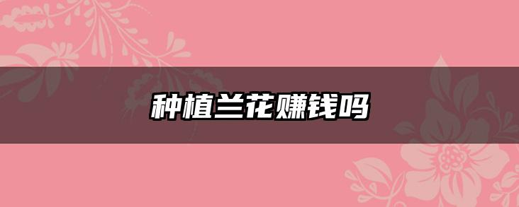 种植兰花赚钱吗