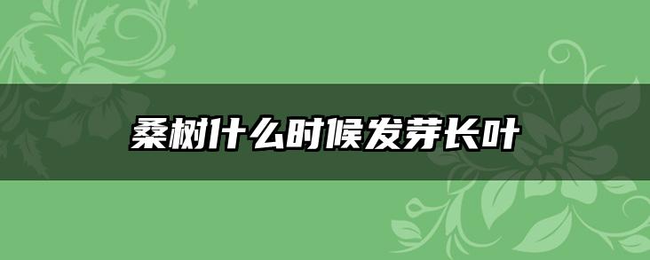 桑树什么时候发芽长叶
