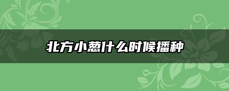 北方小葱什么时候播种
