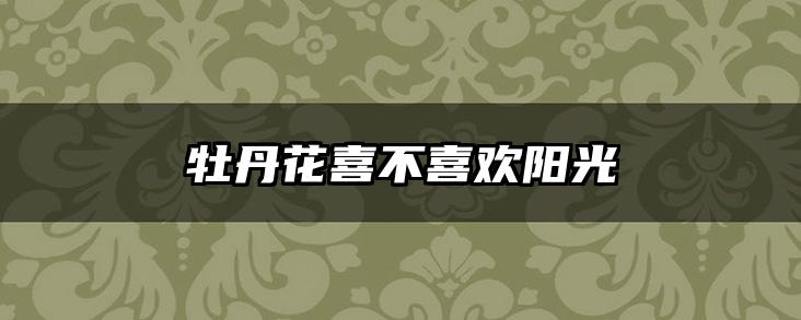牡丹花喜不喜欢阳光