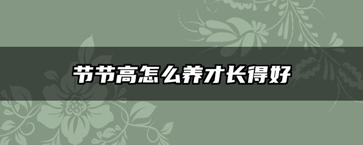 节节高怎么养才长得好