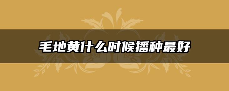毛地黄什么时候播种最好