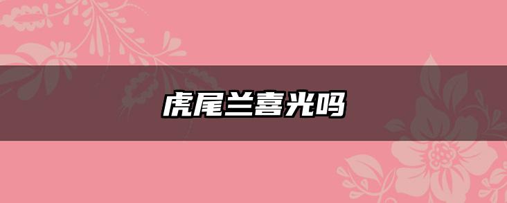虎尾兰喜光吗