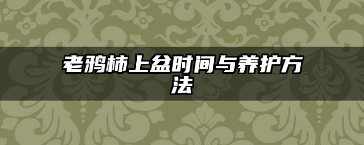 老鸦柿上盆时间与养护方法