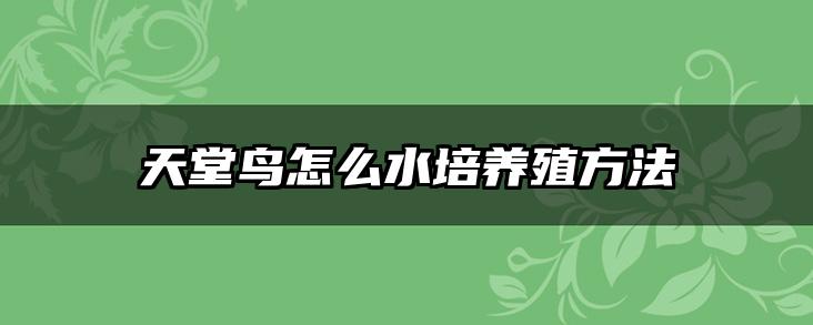 天堂鸟怎么水培养殖方法
