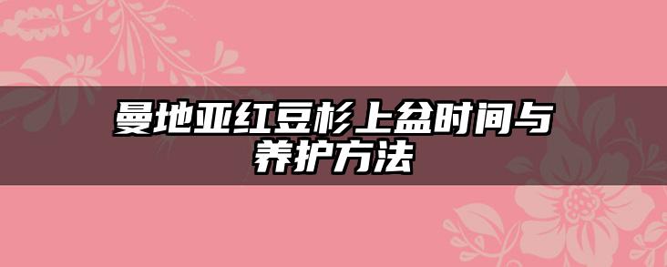 曼地亚红豆杉上盆时间与养护方法