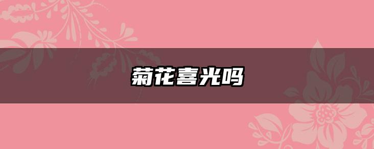 菊花喜光吗