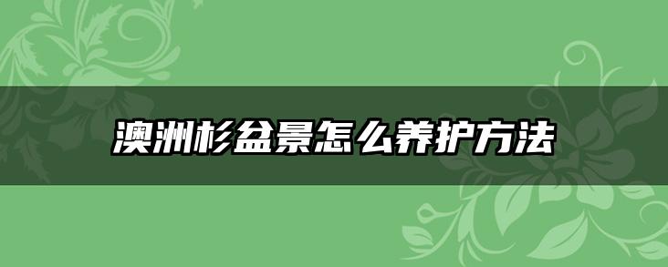 澳洲杉盆景怎么养护方法