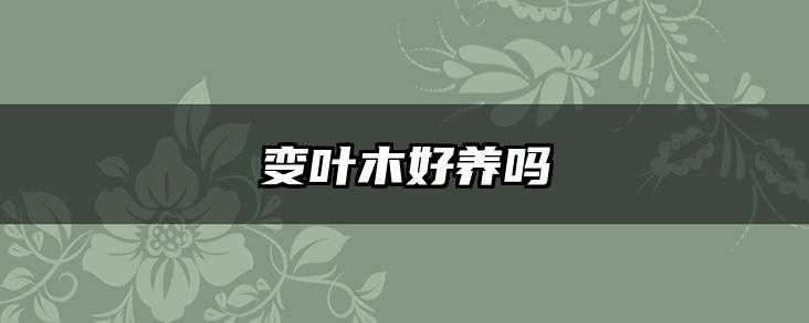 变叶木好养吗