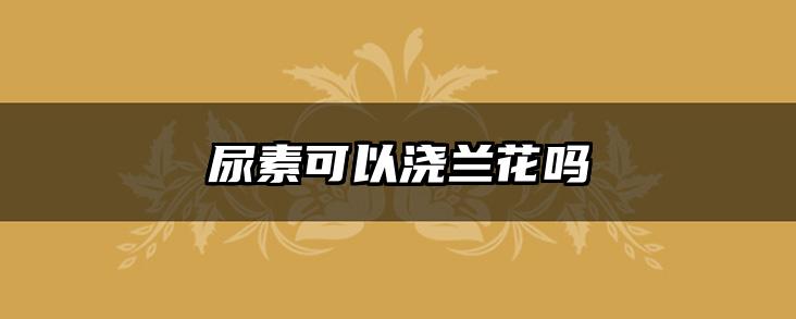 尿素可以浇兰花吗