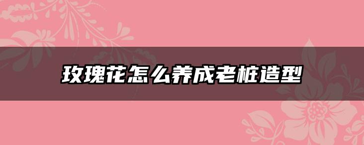 玫瑰花怎么养成老桩造型