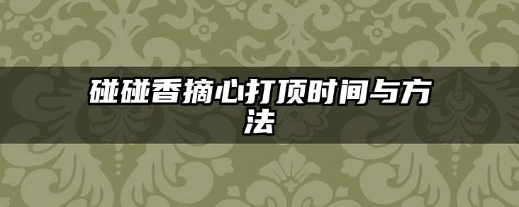 碰碰香摘心打顶时间与方法