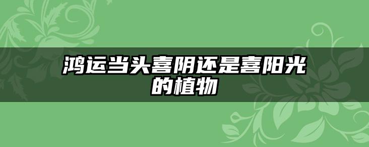 鸿运当头喜阴还是喜阳光的植物