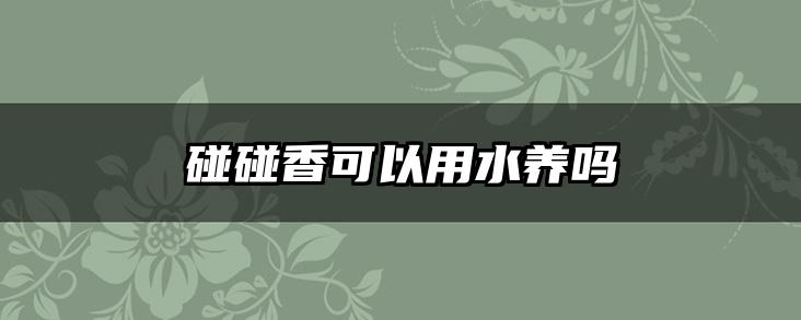 碰碰香可以用水养吗