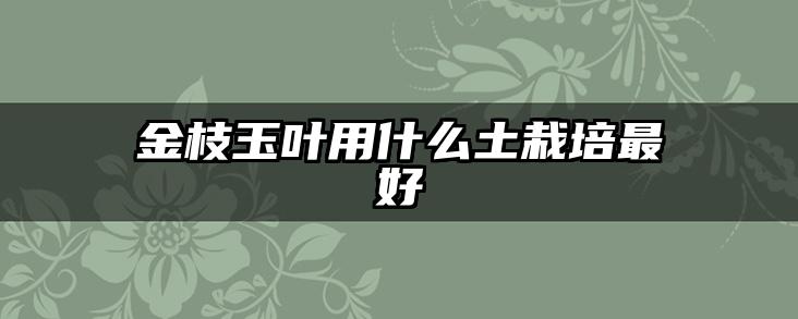 金枝玉叶用什么土栽培最好
