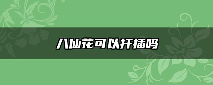 八仙花可以扦插吗
