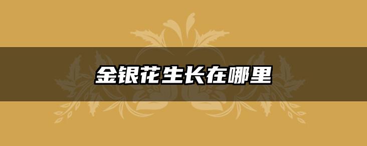 金银花生长在哪里