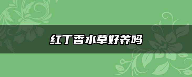 红丁香水草好养吗