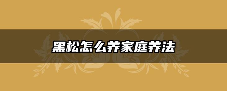 黑松怎么养家庭养法