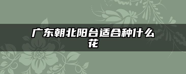 广东朝北阳台适合种什么花