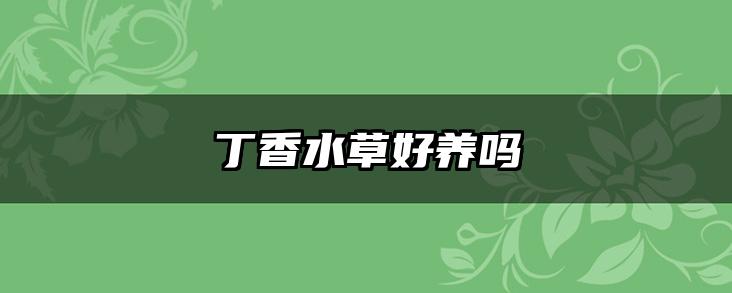 丁香水草好养吗