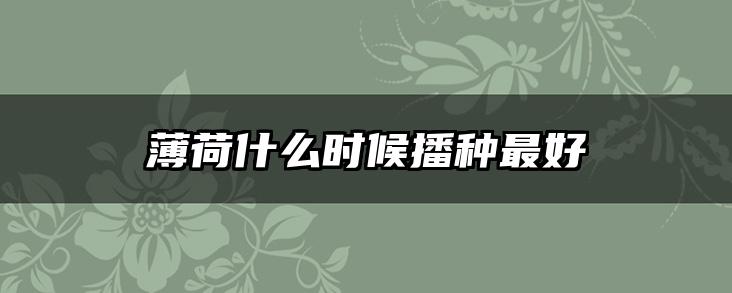 薄荷什么时候播种最好