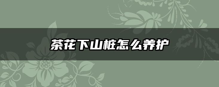 茶花下山桩怎么养护