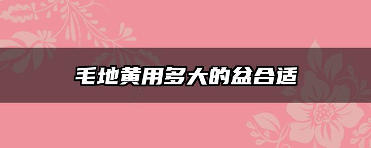 毛地黄用多大的盆合适